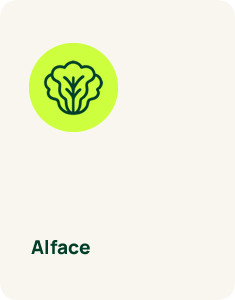 alface-thumb
